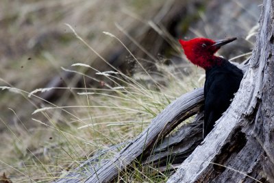 A Magellanic Woodpecker (huge), pecking at that wood.