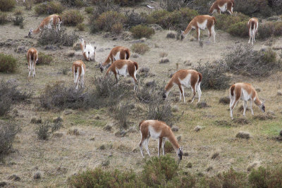 Guanacos.  One of these is not like the others...