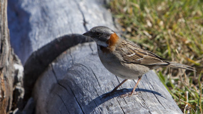 Small bird, Torres del Paine National Park.
