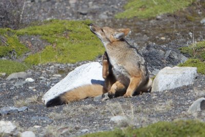 Andean Fox, not scared of us...