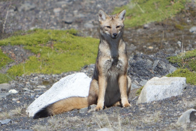 Andean Fox.