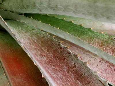 CASCADA DE AGAVE