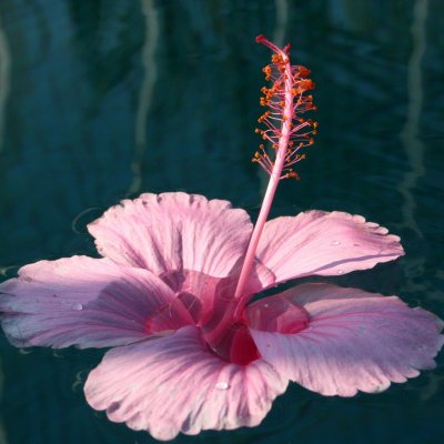 IBISCUS