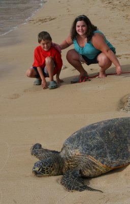 Turtle Beach North Shore