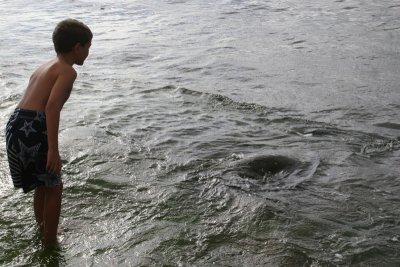 Carson sees a Hawaiian Green Sea Turtle