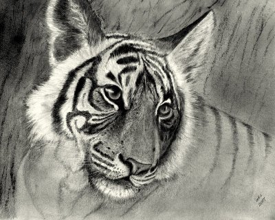 Graphite Pencil - Tiger