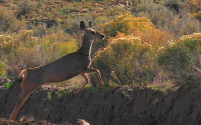 Deer jumps away