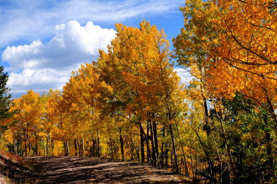 Colorado Fall Aspens