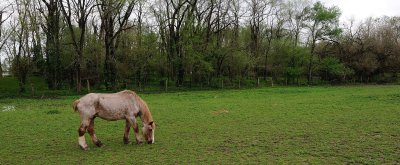 Horse in field - Eugene IN