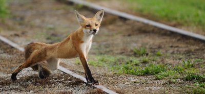 Leg Stretching Fox