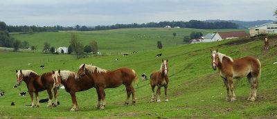 Amish Horses  Haflingers
