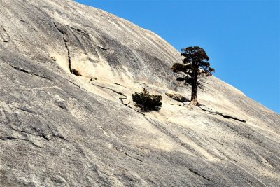 Lonely Tree in Tioga Pass