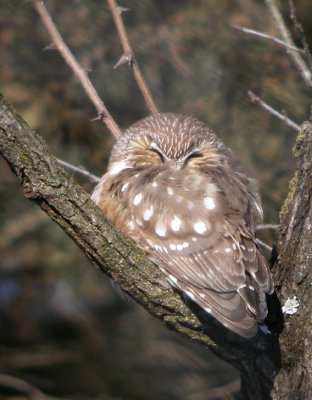 Northern Saw-whet Owl 2