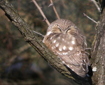 Northern Saw-whet Owl 3