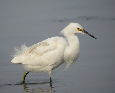 Snowy Egret 6