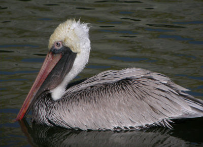 Brown Pelican 6