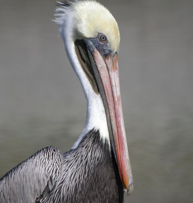 Brown Pelican 10