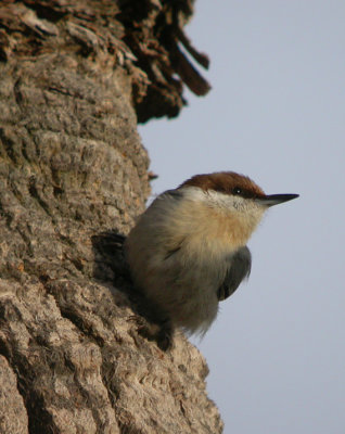 Brown-headed Nuthatch 3