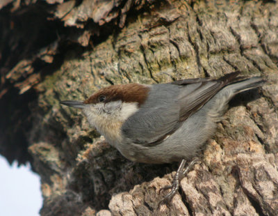 Brown-headed Nuthatch 4