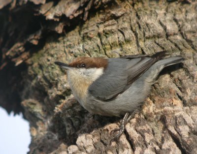 Brown-headed Nuthatch 5