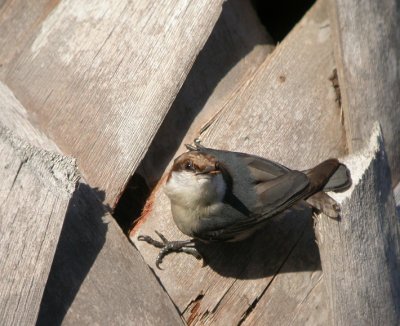 Brown-headed Nuthatch 6