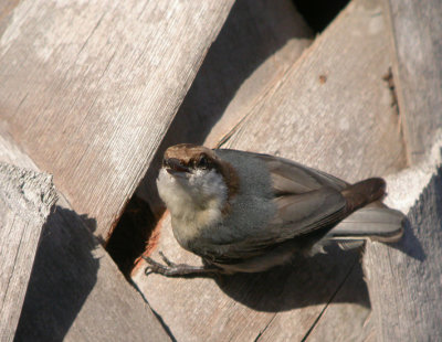 Brown-headed Nuthatch 7