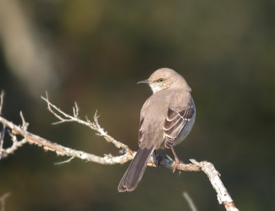 Northern Mockingbird