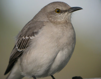 Northern Mockingbird 3