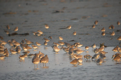 Assorted shorebirds