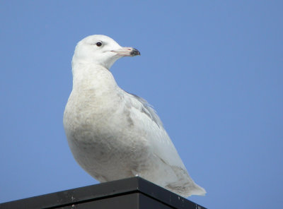 Glaucous Gull