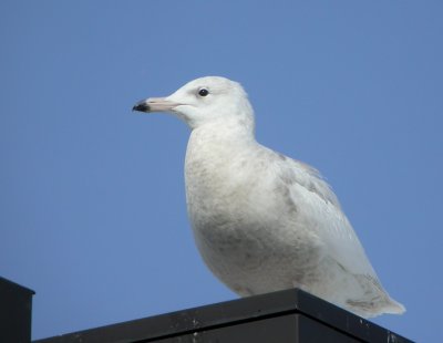 Glaucous Gull 2