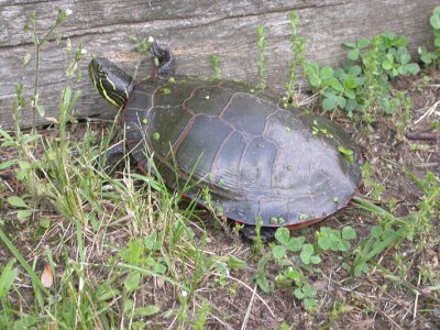 Painted Turtle