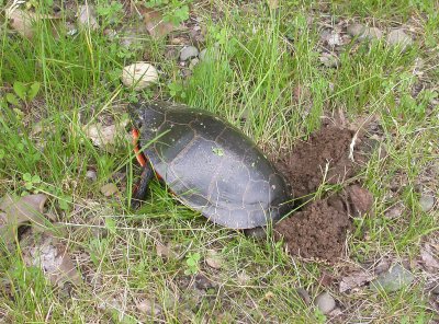 Painted Turtle 2