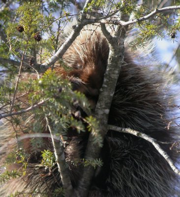 Porcupine