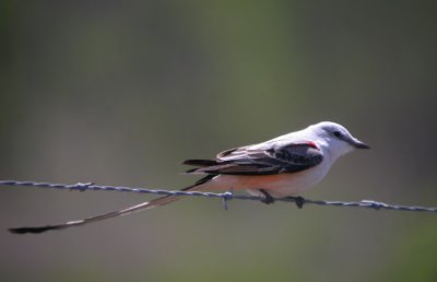 Scissor-tailed Flycatcher