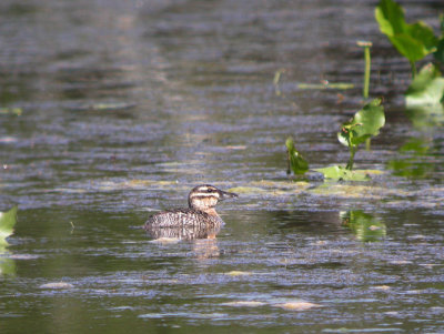 g1/78/630778/3/113489754.DpYLJt4C.jpg