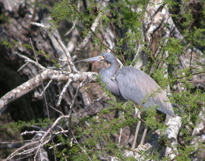 Tricolored Heron