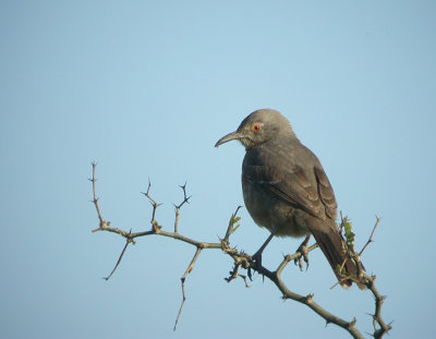 Curve-billed Thrasher