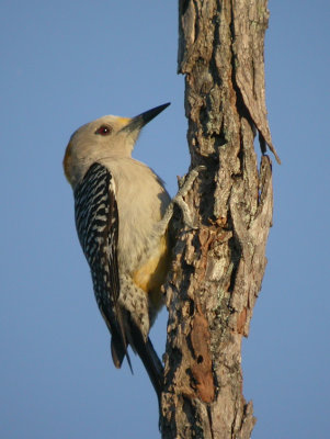 Golden-fronted Woodpecker