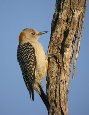 Golden-fronted Woodpecker 2