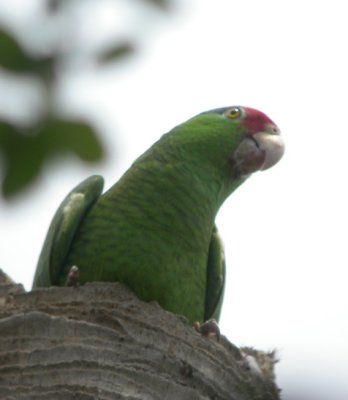 Red-crowned Parrot