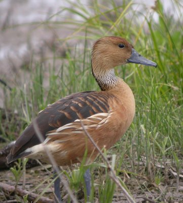 Fulvous Whistling-Duck 2