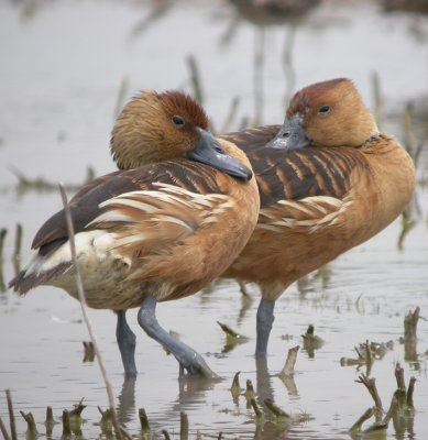 Fulvous Whistling-Duck 3