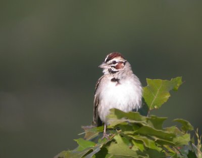 Lark Sparrow 2