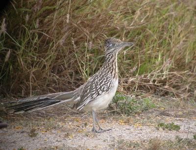 Greater Roadrunner