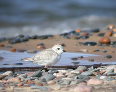 Piping Plover