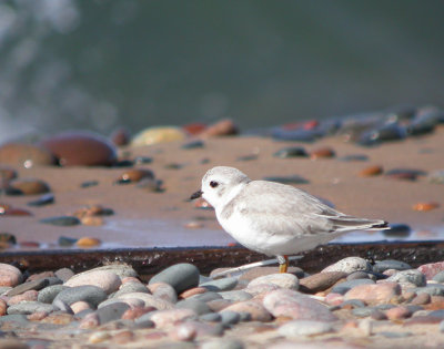 Piping Plover 2