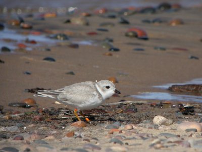 Piping Plover 3