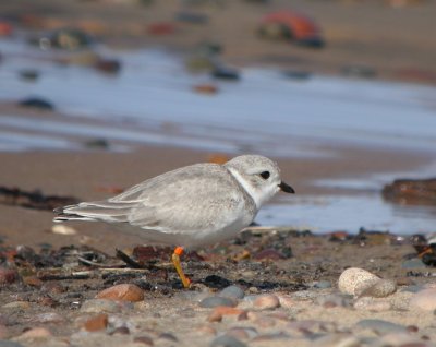 Piping Plover 4