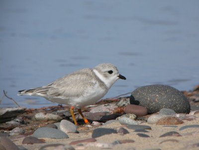 Piping Plover 6